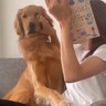 ソファで本を読もうとしたら、大型犬が構って攻撃をしてきて…大好きすぎて見せた『かわいい攻防戦』が17万再生「表情に出すぎてて草」と絶賛