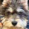 『売れ残ったら、交配犬にする』と言われた犬→『ただ幸せな子になってほしい』家族の決意に称賛の声「幸せになれること間違いなし」「運命」