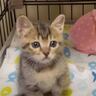 自分の肉球をチュパチュパと吸っていた赤ちゃん猫→バランスを崩して…想定外の『尊すぎる瞬間』が64万再生「可愛くて涙が」「ほっこりした」