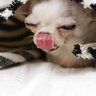 犬が『嬉しくない』時にみせる仕草6つ　愛犬の心理を理解してより絆を深めよう