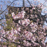 【京都桜2024】河津桜が満開間近です！「世界遺産