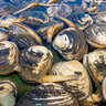 大量の「ホッキ貝」が北海道の海岸に打ちあがる　拾って食べるのは高リスク？