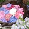 【お出かけ情報】開園111年にちなんで〈箱根強羅公園〉にあじさい111鉢が彩るフォトスポットが登場！梅雨入り前に急ぎたい箱根行き