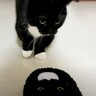 猫が『自分そっくりのスリッパ』を見た結果…予想外の反応が"可愛すぎる"と笑顔になる人続出「心境が気になる」「とても面白くて可愛い」