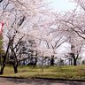 “海×山×桜”の絶景！高台から一望できるお花見スポット♪