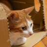 猫をヘコませる『飼い主のダメな行動』4選　どんなことが愛猫を落ち込ませてしまう？