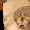 『なぜいるの…！』お父さんと半年ぶりに再会した犬→動揺を隠しきれず…戸惑いながらも熱烈歓迎する光景に「乙女ｗ」「尻尾ちぎれちゃう」の声