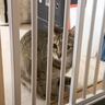 トイレから戻ってきただけなのに…久しぶりの再会かのように『大喜びする猫』が可愛すぎると6万再生「冥利につきるねｗ」「シアワセだなぁ〜」