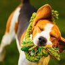 犬がおもちゃをブンブン振り回す4つの理由とは　どんな心理が隠れているの？注意すべき点まで