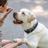 犬の『しつけ』はどこまでしたらいい？お互いが快適に過ごすために必要なことを心掛けよう