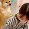 犬が『お風呂に入りたくない時』にとった行動…まさか過ぎる『中止をお願いする姿』が可愛いと94万再生「子供みたいｗ」「よく頑張った」