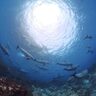新江ノ島水族館で＜イルカ・クジラ＞を五感で楽しむ特別企画展が開催中　見て・聴いて・触って学ぶ？【神奈川県藤沢市】