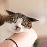 猫にウザがられてしまう『飼い主さんの残念な行動』3選　うんざりしているときのサインも