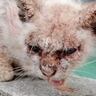 皮膚がボロボロの野良猫を保護→治療開始から『１年』が経つと……涙あふれる『驚きの変化』に感動の声「別猫さんだね」「ありがとう」