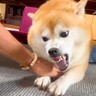 ブチ切れている犬に『ちょっかいをかけてみた』結果…まさかの展開が面白すぎると150万再生「お手はするｗ」「顔の動き激しすぎて草」と爆笑