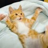 パパと一緒に寝転がって『テレビを見る』子猫…布団に入ってみせた『甘え上手』な姿が可愛すぎると3万再生「反則級…」「癒される」の声