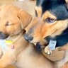 赤ちゃん犬のことがどうしても心配な犬…見守る姿が『ストーカー』のようだと50万再生「優しいお兄ちゃん」「あまりにも可愛い」と絶賛