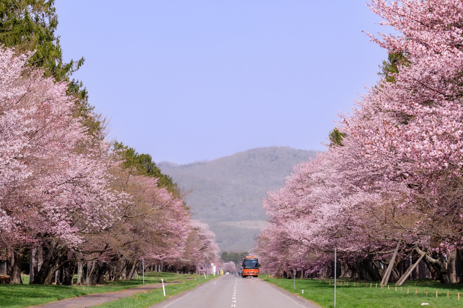2025年に見たい桜絶景ベスト10。全国1890カ所を訪ねた桜マニアが