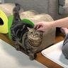 パパさんにかまってほしいけど、いざかまわれると距離を置いちゃう猫　ツンデレ具合がもどかしい♡