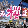 みなみ桜まつり　22・23日