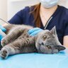 『免疫力が低下している猫』が見せる症状3選　免疫力アップのための対策も