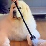 超大型犬2頭をシャンプーした後→抜け毛を掃除しようとしたら…『まさかの光景』が12万再生「迷惑そうなの草」「関係ない顔してるｗ」と爆笑