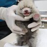 日本平動物園で2年ぶり　レッサーパンダの赤ちゃん誕生　モニターで公開中　秋にお披露目