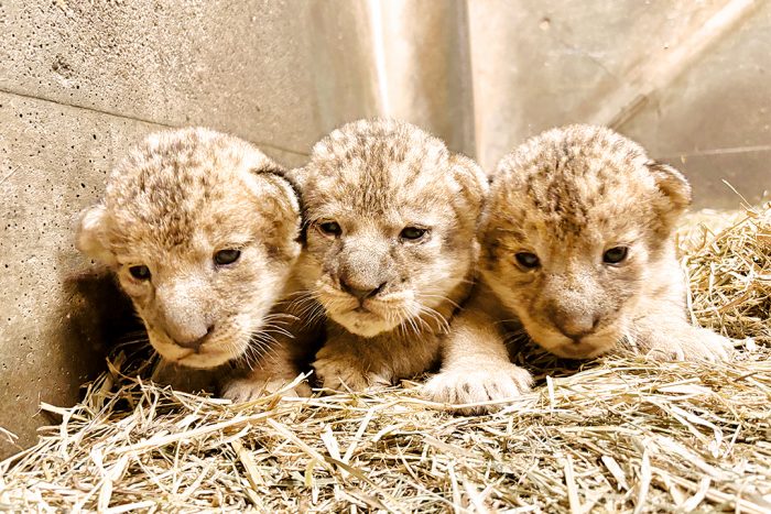 【夏の大キャンペーン】トライバルラグ　アマレバフト　95×65 茜色　ライオン 781648000a.jpg