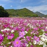 その数なんと約100万本♪波豆川の「コスモス畑」が10月中旬から見ごろに