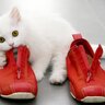 『靴・スリッパ』が大好きな猫…なぜ？考えられる4つの理由　匂いがたまらにゃい！？