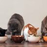 猫の多頭飼育するなら『適正な頭数』は？考えるべき3つのポイント　無理なく迎えられる範囲で