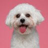 犬の危ない『舌の状態』5つ　知っておくべき症状やサイン、注意すべきポイントまで解説