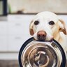 犬がみせる『空腹サイン』5選　愛犬がごはんをおねだりしてきたときの正しい対応とは？