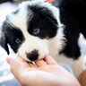 犬が飼い主を『甘噛み』する理由って？3つの心理とやめさせるためにすべきしつけ方とは？