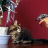 猫のしつけに役立つ『霧吹き』正しい使い方のポイント3つ　“ダメ！”を口でいうより上手に教える方法