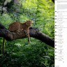 瞳がエメラルド＆ゴールドのヒョウ　インドで撮影した写真家「母なる自然の驚異」