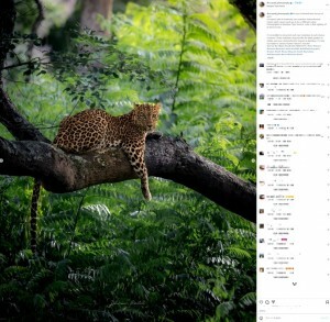 瞳がエメラルド＆ゴールドのヒョウ インドで撮影した写真家「母なる自然の驚異」 - Yahoo! JAPAN