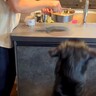 食事に興味がない大型犬→家族が試行錯誤をした結果…辿り着いた『まさかの作戦』が128万再生「凄い技ｗ」「愛情に溢れてて素敵」と称賛の声