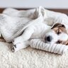 犬が『服の上で眠る』心理4選　飼い主の服を独占する可愛すぎる理由とは？