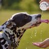 犬を『真夏に散歩』させたいときはどうしたらいいの？飼い主の誤った行動が思わぬトラブルを引き起こすことも…
