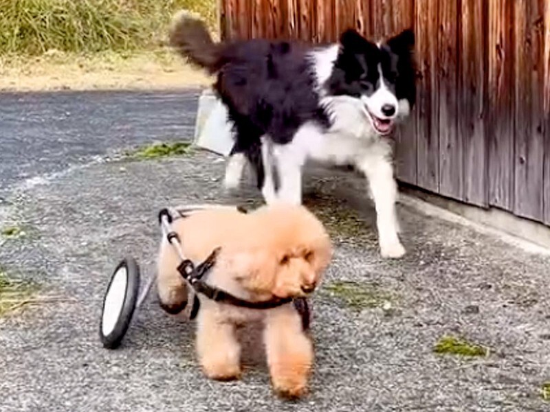 動かない犬 公式通販限定】ベーシックソフティリード S/M Solgra-ソルグラ- 犬用