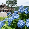 里山彩るアジサイ見頃　上越市板倉区「ゑしんの里やすらぎ荘」でアジサイ七夕祭り開催中