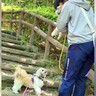 犬を抱っこしていたら、元繁殖犬が…『お友達を心配する光景』が優しすぎると7万再生「なんて良いお話」「泣いた…」「人も見習うべき」と感動