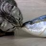 猫が好む食べ物に関する豆知識5選　猫が『魚好き』なのは科学的に本当かも？