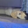 『赤ちゃんの頃はテーブルの下に入れたのに…』１歳になった大型犬→成長を理解していない行動が５万再生「解決しようとするの可愛いｗ」と絶賛
