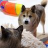 心配しているの？同居猫の姿が見えなくなると家の中を探しまわる柴犬にキュン