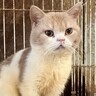 廃業した繁殖場から保護された猫…『埃と油まみれだった２匹の現在』に涙する人続出「言葉が出ない」「救って下さり本当にありがとう」
