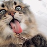 ヒャッハー！マタタビに喜びを爆発させる猫の表情が凄い