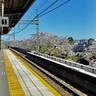 高井戸駅神田川沿いの桜【駅ぶら】06京王電鉄441　井の頭線72