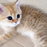 元気よく遊んでいる赤ちゃん猫たち→飼い主が優しく撫でると、"次の瞬間"…まさかの光景が尊すぎると9万再生「天使」「本当にかわいい」